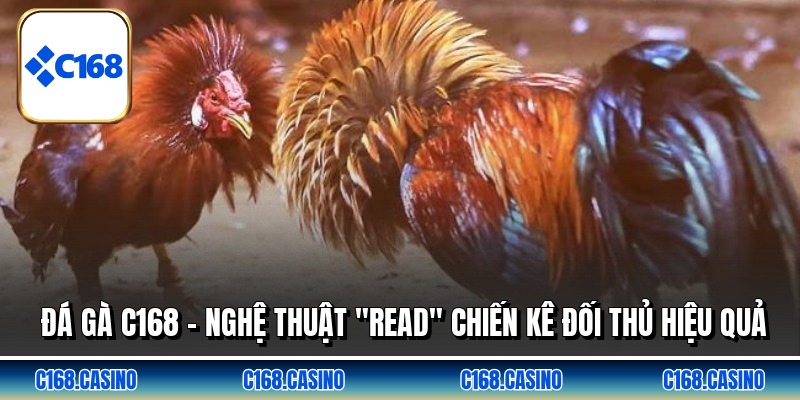 Đá Gà C168 - Nghệ Thuật "Read" Chiến Kê Đối Thủ Hiệu Quả