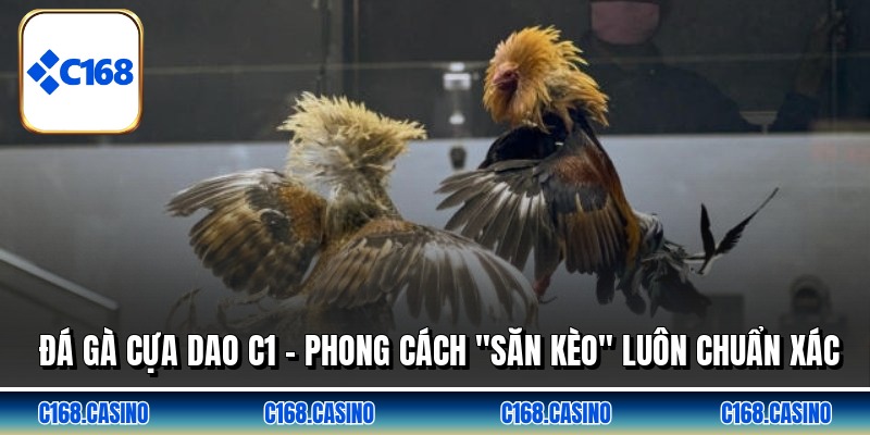 Đá Gà Cựa Dao C1 - Phong Cách "Săn Kèo" Luôn Chuẩn Xác